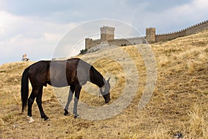 Horse and walls of castle