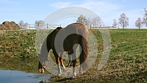 The horse was brought to the watering place 4K