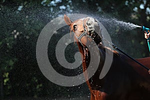 Horse wash