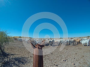 A horse watching to a mob of cattle seriously