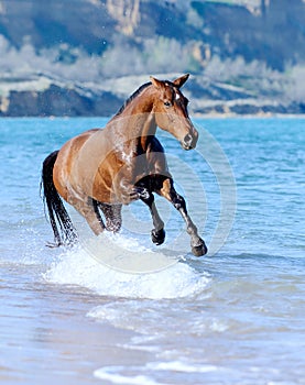 Horse in the water