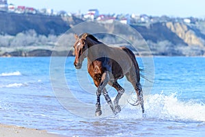 Horse in the water