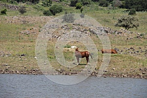 The Horse water Cow