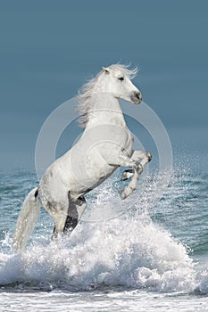 Horse in water