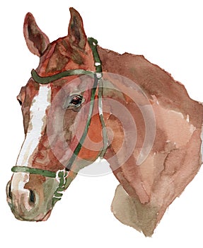 The horse watercolor portrait