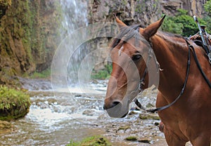 Horse on a waterfall in the mountains of Karachay-Cherkessia