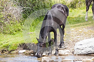 Horse on watering at river