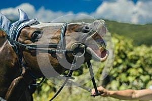 Horse wear muzzle on natural background, farming