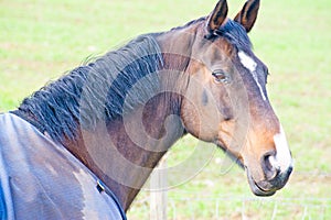 Horse wearing a blanket