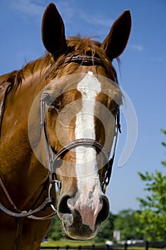 Horse wearing a bridle