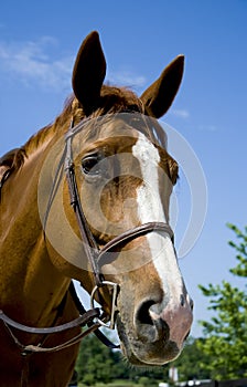 Horse wearing a bridle