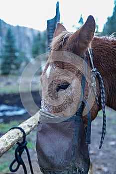 Horse wearing a feedbag while stationed at a corral during a horseback riding trip