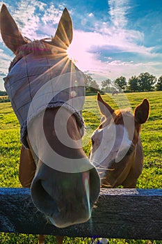 Horse wearing fly masks in summer at horse farm.