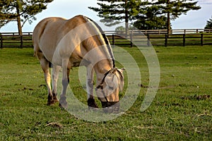 Horse wearing a grazing muzzle