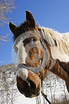 Horse Wearing Halter