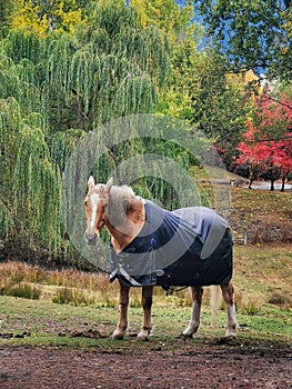 A horse wearing a horsecloth on a paddock
