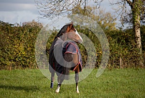 Horse wearing an outdoor rug.