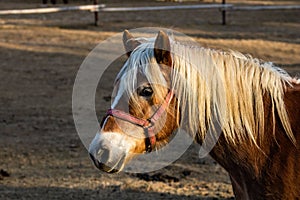 a horse wearing a red bridle with white hair