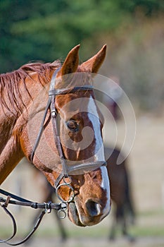 Horse wearing riding tack