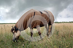 Horse wearing sweet itch blanket photo