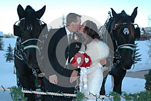 Horse Wedding