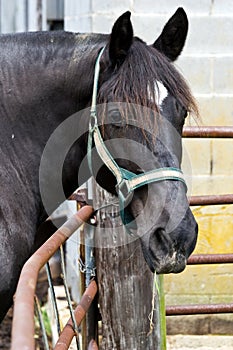 Horse on West Virginia Farm