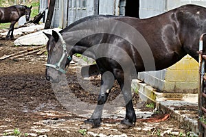 Horse on West Virginia Farm