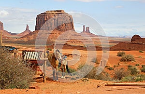 Horse in western scenery