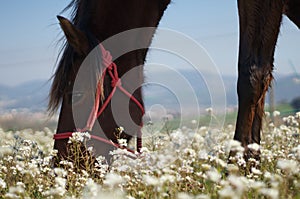 A horse whatch photo