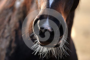 Horse Whiskers
