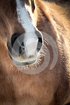 Horse Whiskers