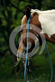 Horse whit curb