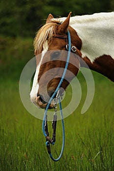 Horse whit curb