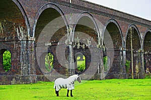 Horse in White Blanket Under The Stanway Viaduct