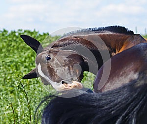 Horse with a white blaze on the head bites its black tail