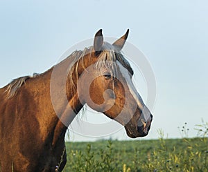 Horse with a white blaze on her head walks on the green field