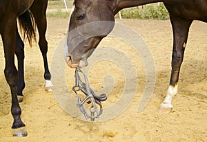 Horse with a white blaze on his head keeping the halter in his teeth halter