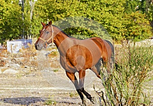 horse with a white blaze on his head runs near the bush on a dry grass on a background of trees