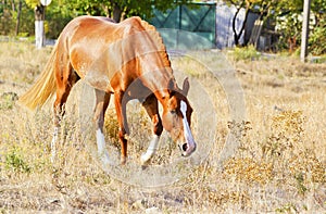 Horse with a white blaze on his head stand on a dry grass on a background of trees