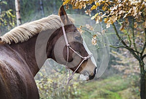 Horse with a white blaze on his head is standing on background of the autumn forest