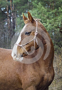 Horse with a white blaze on his head is standing on background of the autumn forest