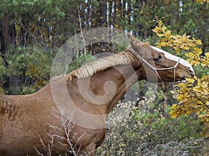 Horse with a white blaze on his head is standing on background of the autumn forest