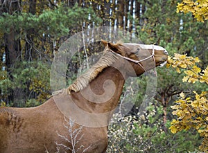 Horse with a white blaze on his head is standing on background of the autumn forest