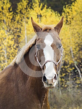 Horse with a white blaze on his head is standing on background of the autumn forest