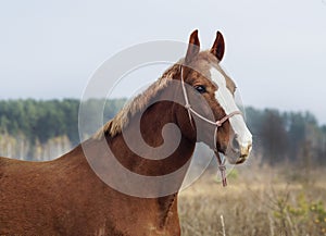 Horse with a white blaze on his head is standing on background of the autumn forest