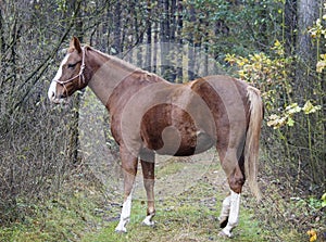 Horse with a white blaze on his head is standing on background of the autumn forest