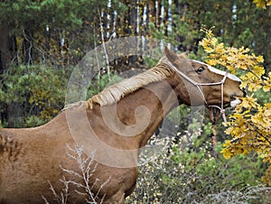 Horse with a white blaze on his head is standing on background of the autumn forest