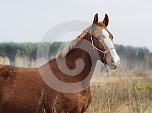 Horse with a white blaze on his head is standing on background of the autumn forest