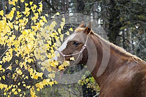 Horse with a white blaze on his head is standing on background of the autumn forest