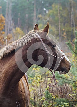 Horse with a white blaze on his head is standing on background of the autumn forest